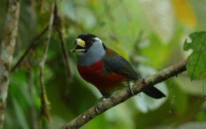 Día Mundial de la Vida Silvestre: La recuperación de especies y ecosistemas es clave