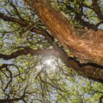 28 de junio, Día Internacional del Árbol: los ecosistemas andinos son la primera línea de defensa frente al cambio climático