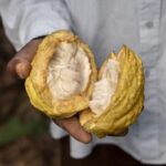 Ecuador busca acuerdo con EE. UU. para evitar arancel del 15 % y proteger exportaciones de cacao