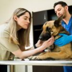 Cuando el diagnóstico veterinario va más allá de la tecnología: empatía con el paciente y su familia