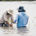 Prefecta Aguiñaga lidera siembra de manglar en área degradada de Naranjal
