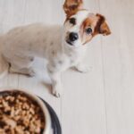 Las vitaminas: aliados esenciales para la salud y vitalidad de los perros adultos