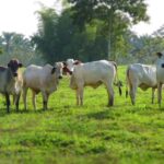 Agropesa abre convocatoria nacional para nuevos productores de ganado