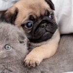 Ayuda a tus mascotas a mantener la calma durante el ruido de los fuegos artificiales en Navidad y Fin de Año