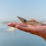 Innovación, eficiencia y sostenibilidad: la propuesta de CARGILL para el futuro del camarón ecuatoriano