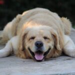 Cuerpos sanos, colitas felices: así puedes ayudar a tu peludo a estar en forma este 2026