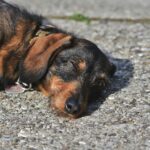 Altas temperaturas en Ecuador: qué está pasando con las mascotas y cómo protegerlas a tiempo
