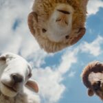 Las Ovejas Detectives llega a cines ecuatorianos con un misterio por resolver