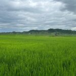 Tecnologías de nutrición eficiente permiten sostener la productividad agrícola frente al nuevo escenario global