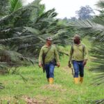Tecnología satelital impulsa el control de deforestación en la cadena de La Fabril