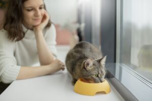 De gatito a senior: los nutrientes que tu gato necesita en cada etapa de su vida