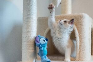 Jugar también es cuidar: la importancia de los juguetes en la vida de las mascotas