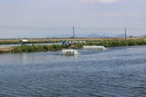 Incremento de tarifa eléctrica encarece producción y servicios asociados a toda la cadena camaronera